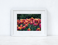 Tulips Spring Photography Spring Seasonal Wall Home Decor Print